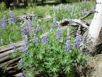 Lupine